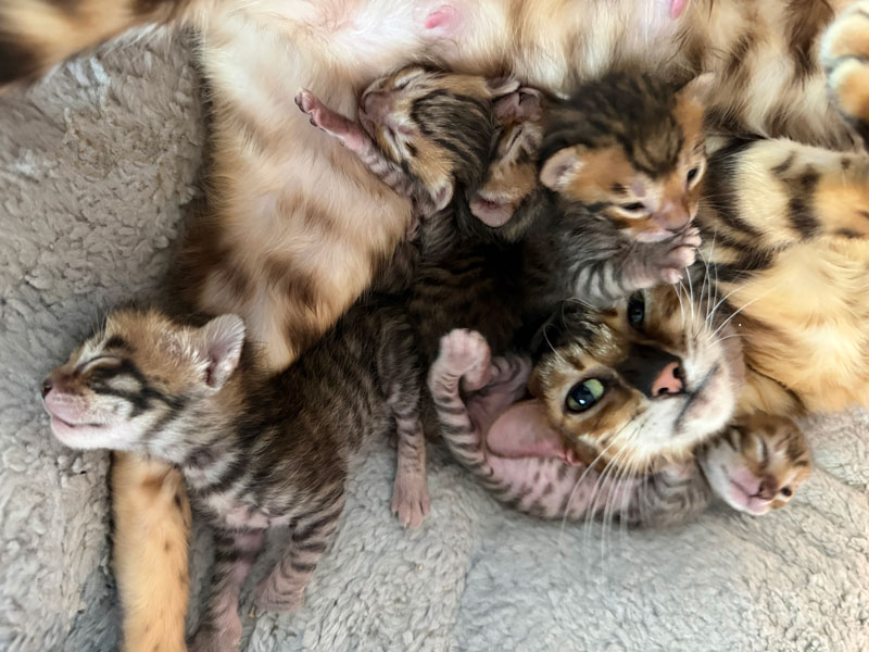 starkembalikits
